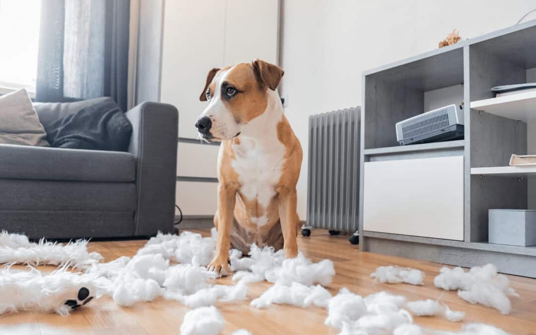 Why Does My Dog Eat My House? Destruction And How To Stop It