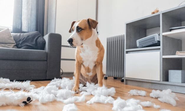 Why Does My Dog Eat My House? Destruction And How To Stop It