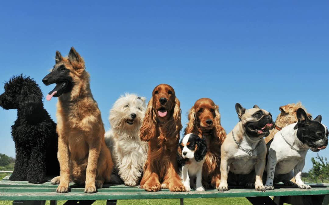 Choosing The Right Dog