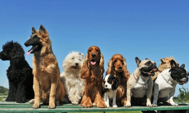 Choosing The Right Dog