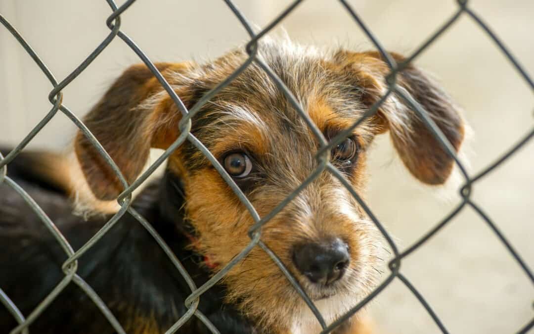 How To Rescue A Dog – Part One
