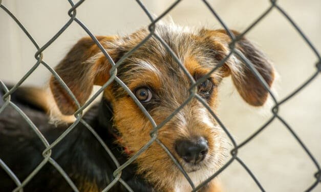 How To Rescue A Dog – Part One