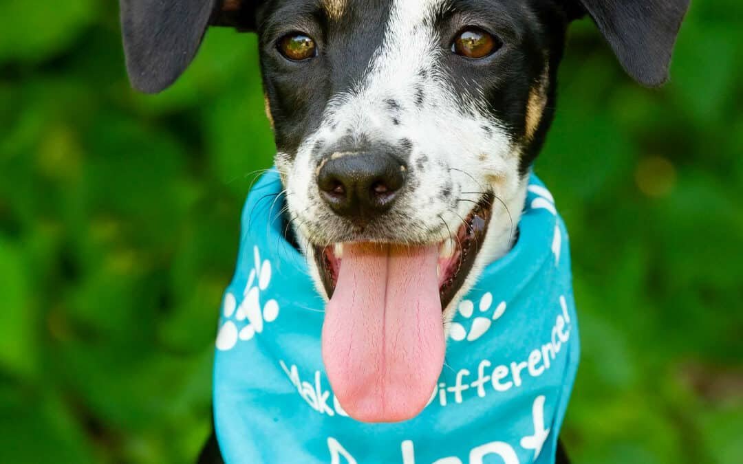 How To Rescue A Dog – Part Two