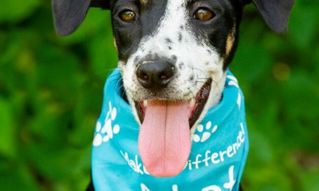 How To Rescue A Dog – Part Two
