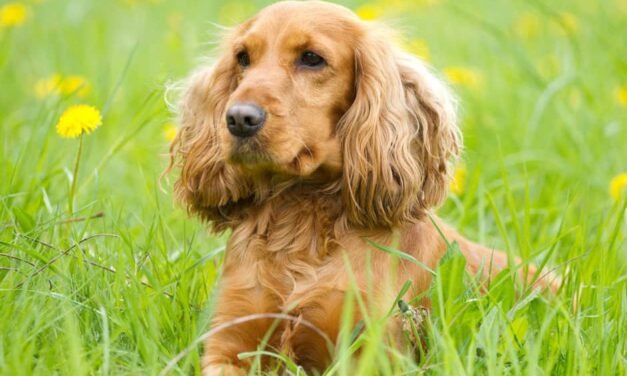 Cocker Spaniels and Their Cross Breed Cousins