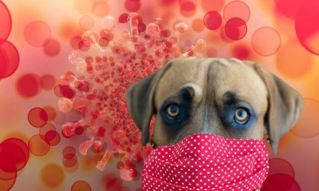Dogs And Covid