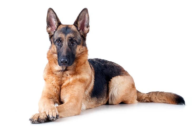 German Shepherd Dogs