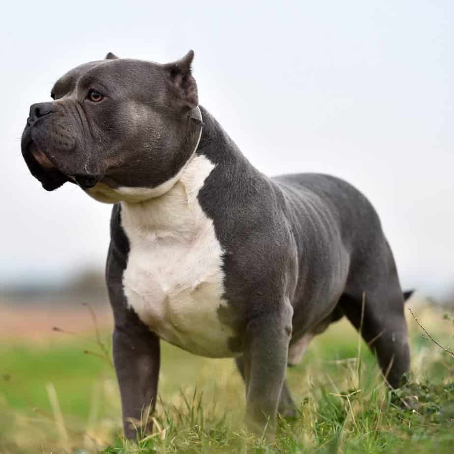 XL Bully