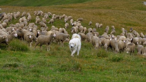 The Unseen Heroes: A Guide to Livestock Guardian Dogs