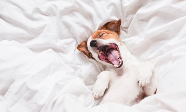 The Lazy Way To Train Your Dog: My Top 5 Tips To Having A Relaxed Well Socialised Dog