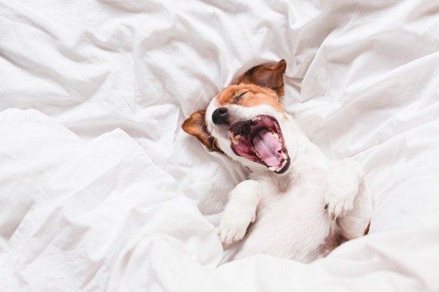 The Lazy Way To Train Your Dog: My Top 5 Tips To Having A Relaxed Well Socialised Dog